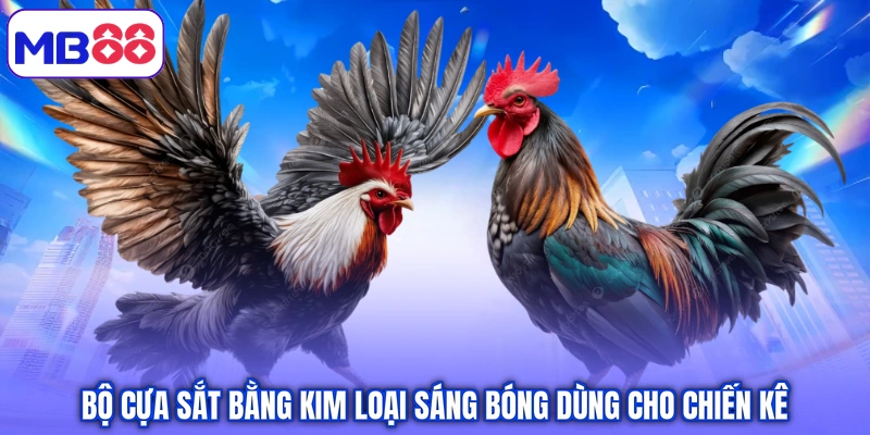 Bộ cựa sắt bằng kim loại sáng bóng dùng cho chiến kê