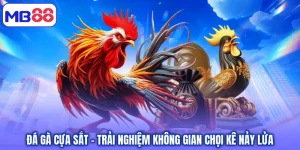 Đá Gà Cựa Sắt – Trải Nghiệm Không Gian Chọi Kê Nảy Lửa