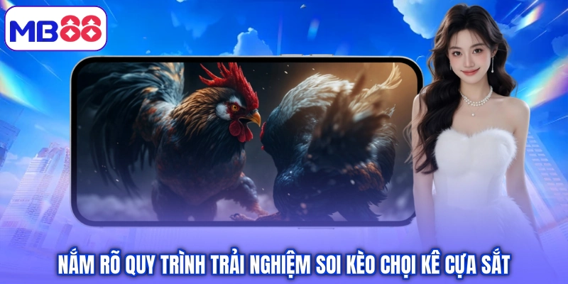 Nắm rõ quy trình trải nghiệm soi kèo chọi kê cựa sắt