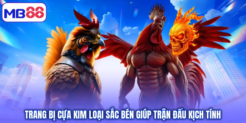 Trang bị cựa kim loại sắc bén giúp trận đấu kịch tính